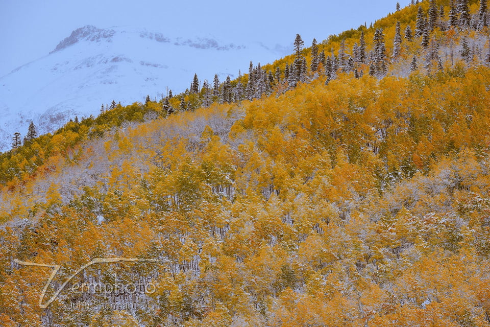 Verm-snowy-aspens-San-Juans-1593