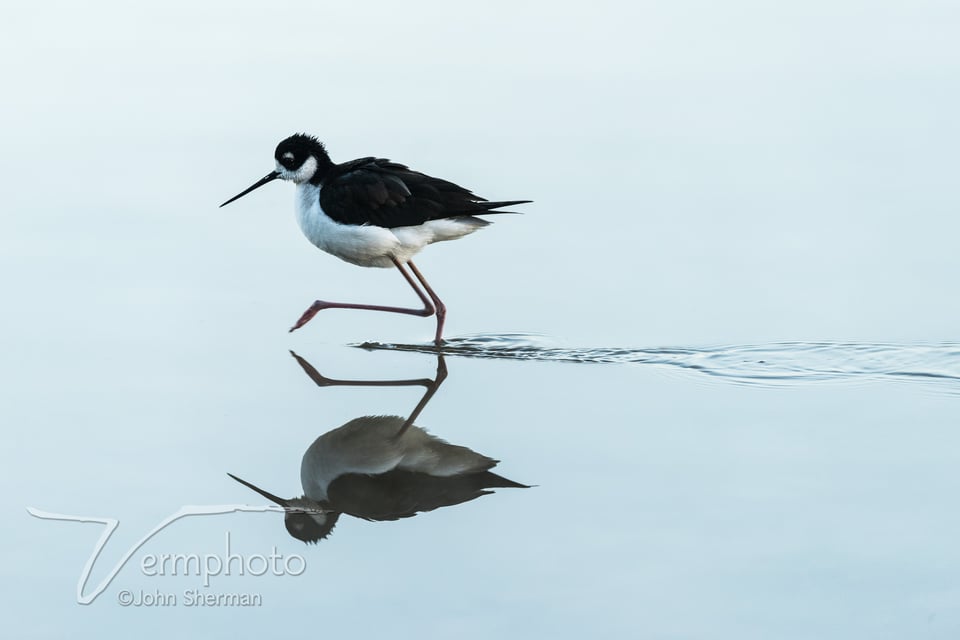 Verm-stilt-reflection-Gilbert-1447