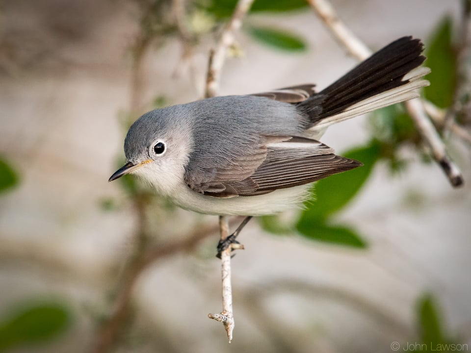 Blue-Gray Gnatcatcher