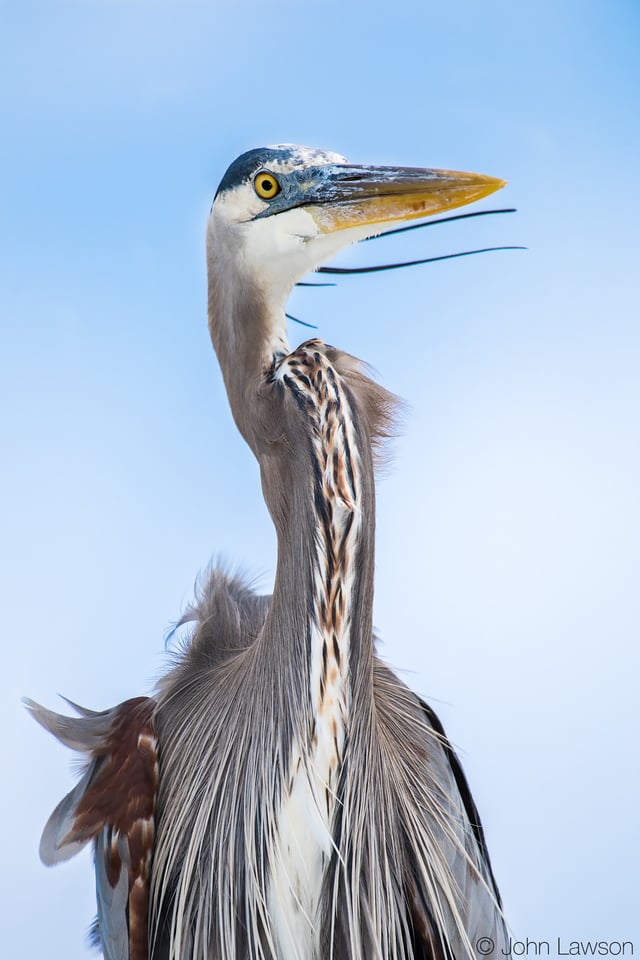 Great Blue Heron