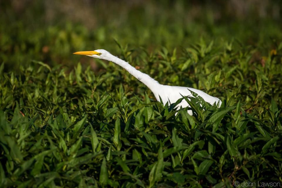 Great Egret 2