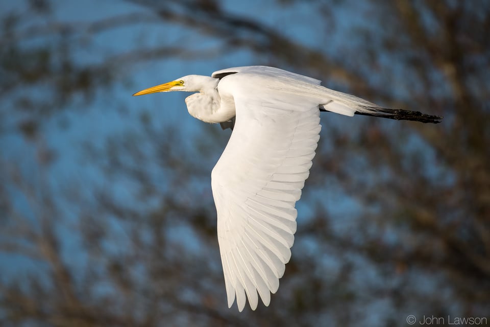 Great Egret 3