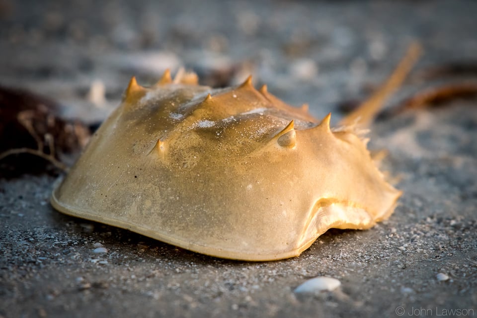 Horseshoe Crab carapace