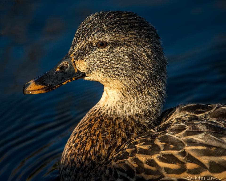 Mallard 2