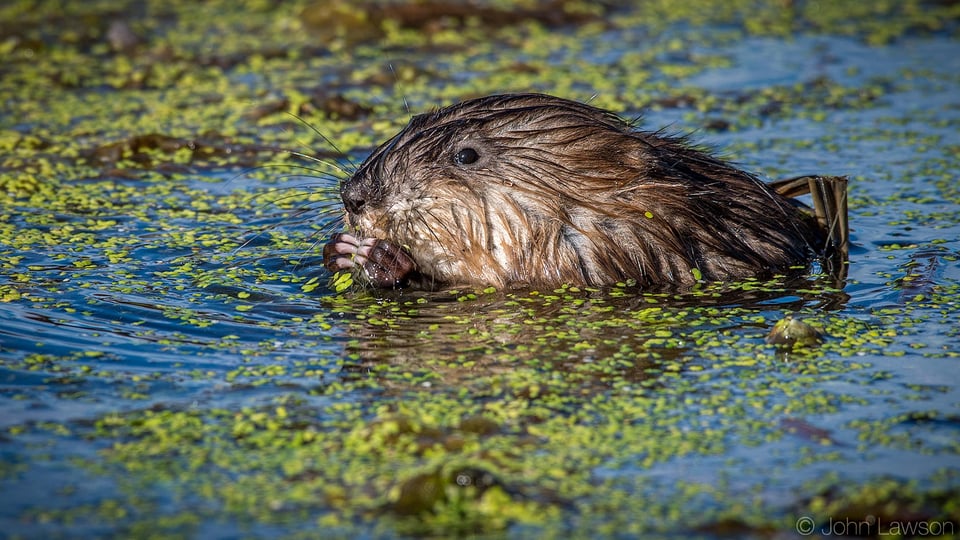 Muskrat