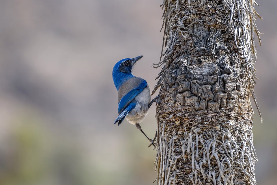 Nikon 200-500mm VR Image Sample (10)