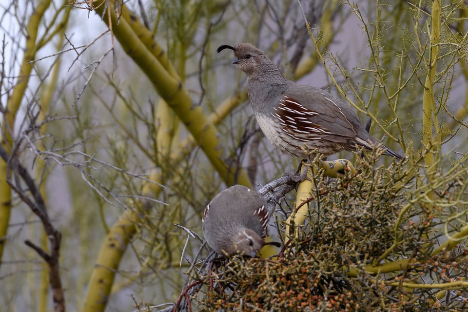 Nikon 200-500mm VR Image Sample (25)