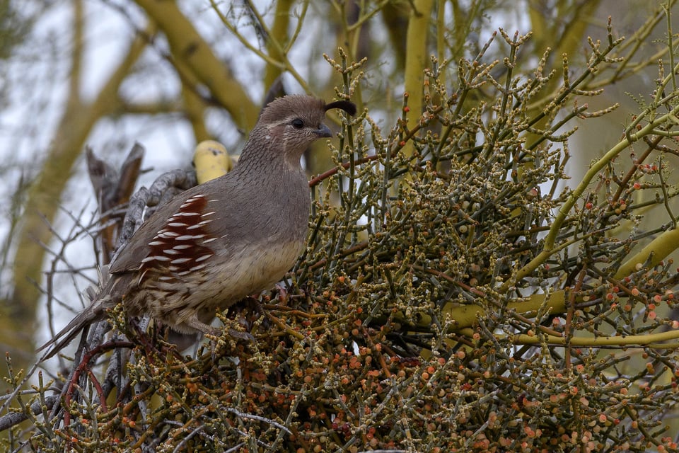 Nikon 200-500mm VR Image Sample (26)