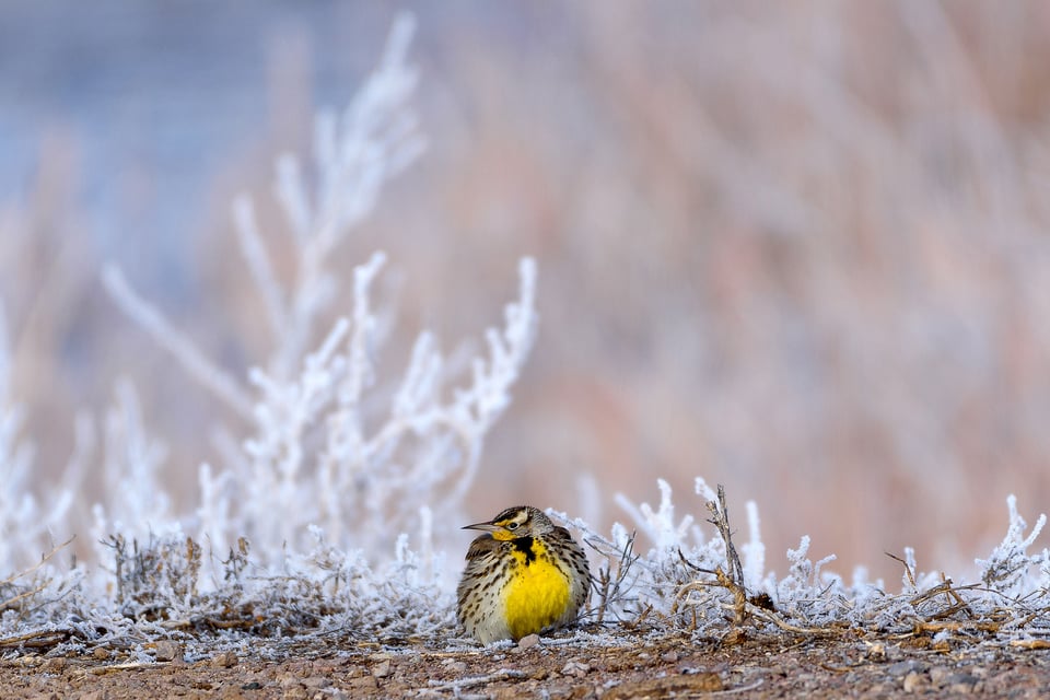 Nikon 200-500mm VR Image Sample (3)