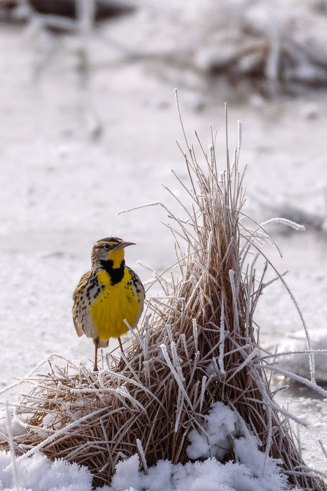 Nikon 200-500mm VR Image Sample (5)