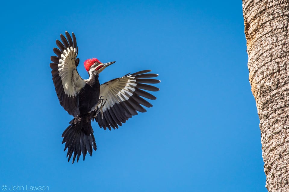 Pileated Woodpecker