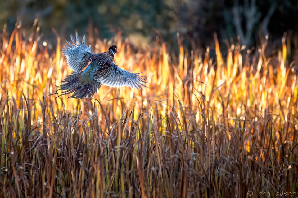 Ring-necked Pheasant