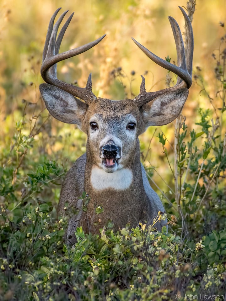 White-tailed Deer 1