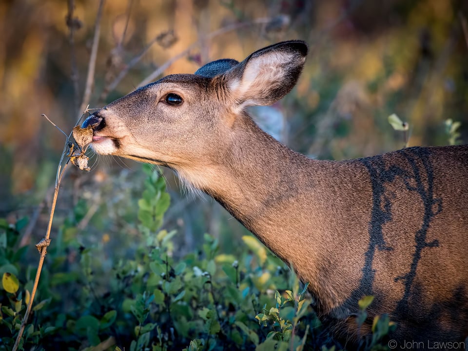 White-tailed Deer 2