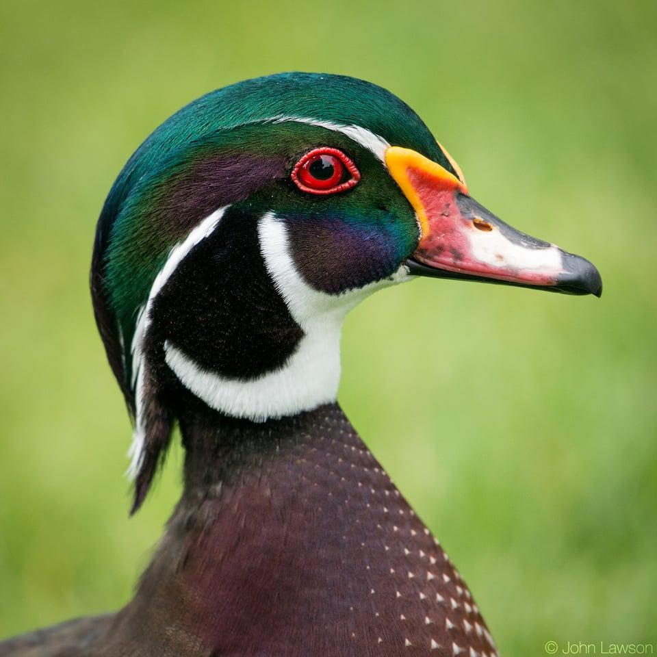 Wood Duck 1