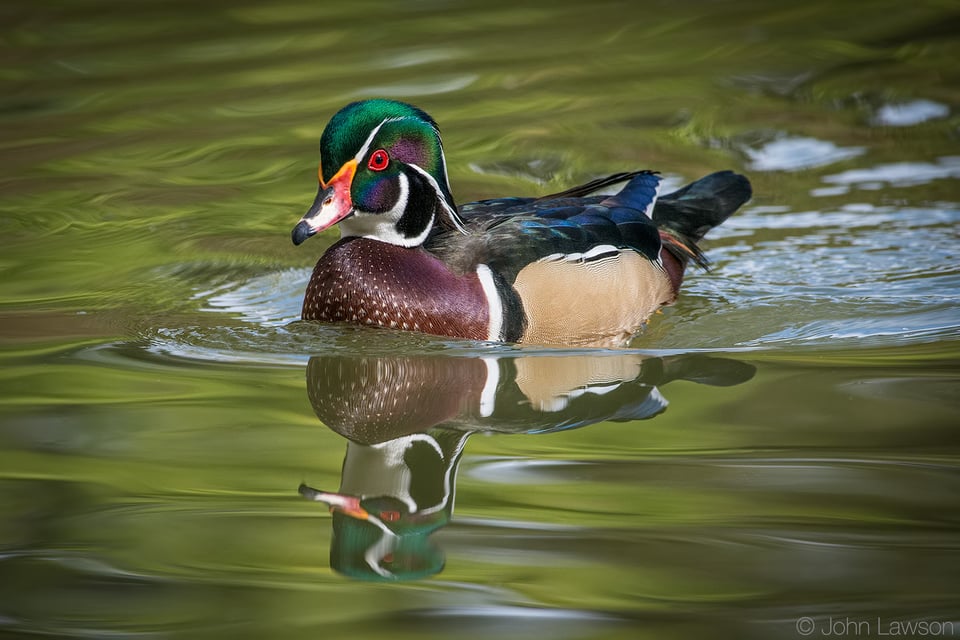 Wood Duck 2