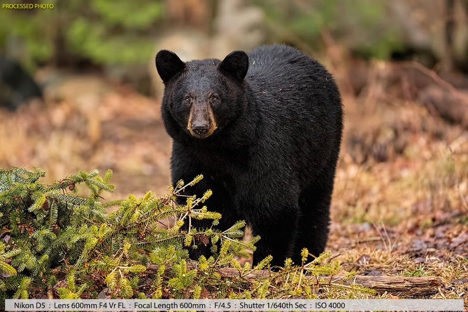 Female Black Bear Near Fallen Tree