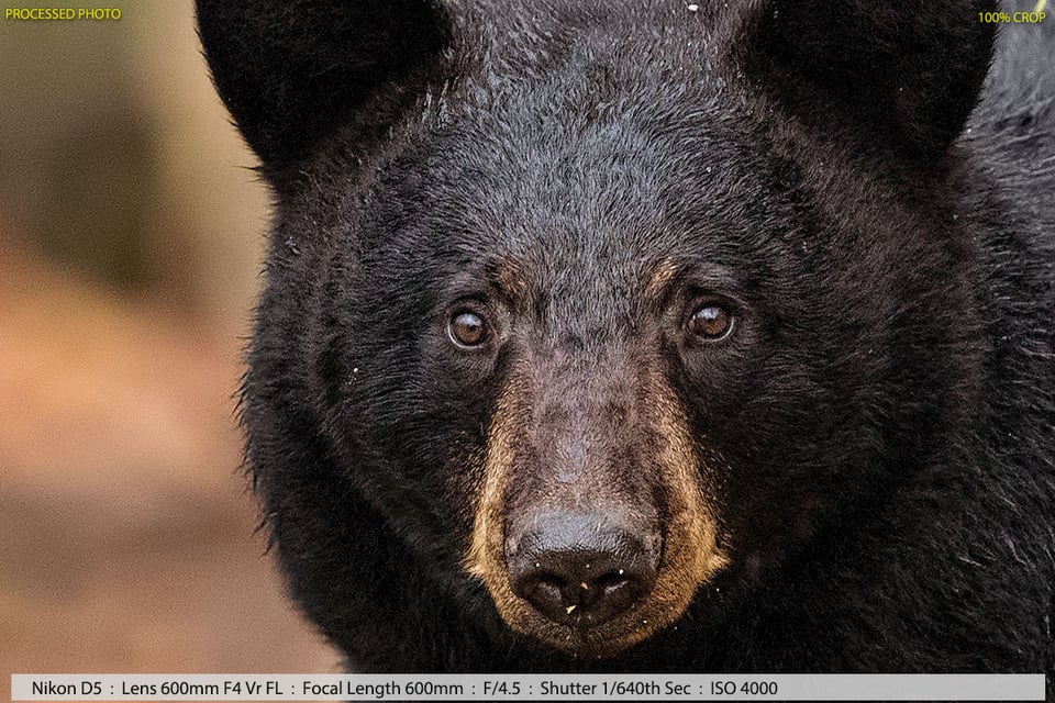 Female Black Bear Near Fallen Tree