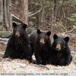 Black Bear with Her Two Cubs in a Snowstorm