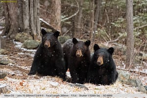 Black Bear with Her Two Cubs in a Snowstorm