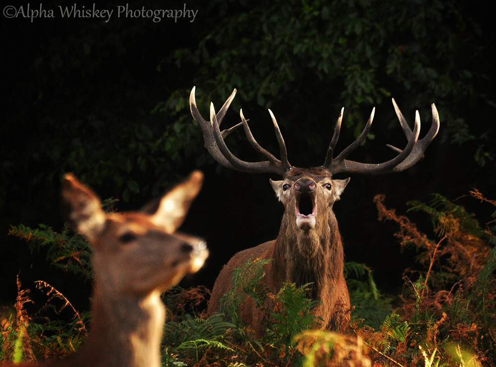 Red Deer