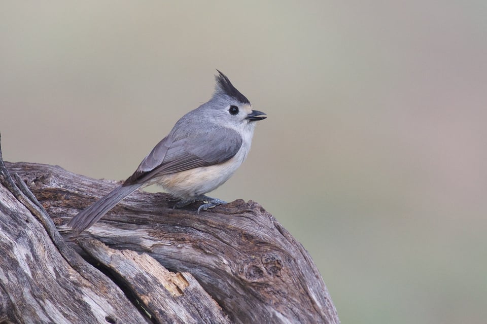 Black-crested Titmouse