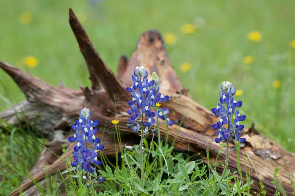 Bluebonnets