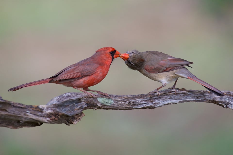 Cardinal Food Exchange 1