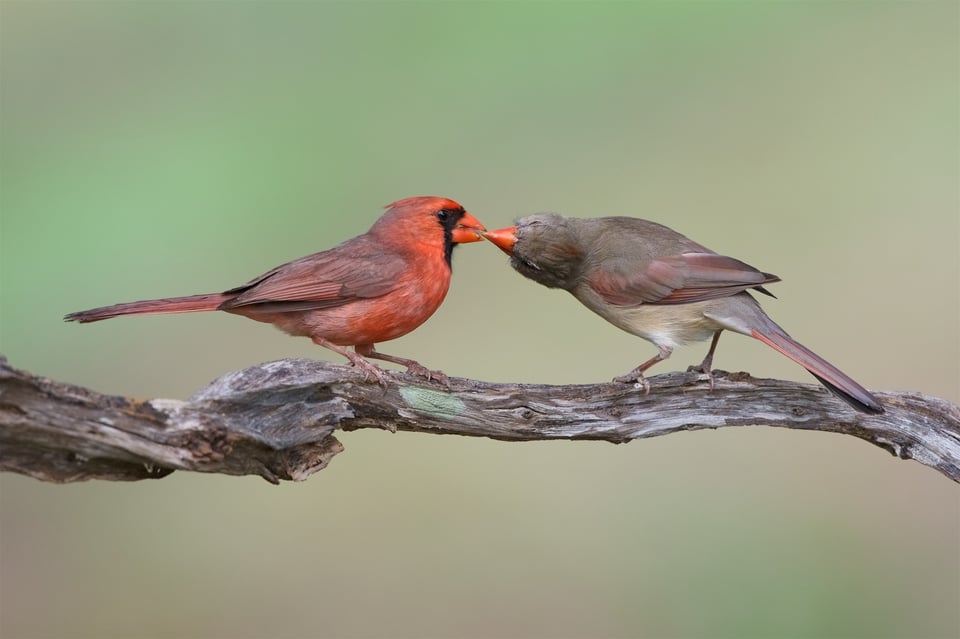 Cardinal Food Exchange 2