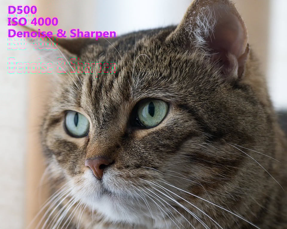 D500 ISO 4000 Denoise & Sharpen