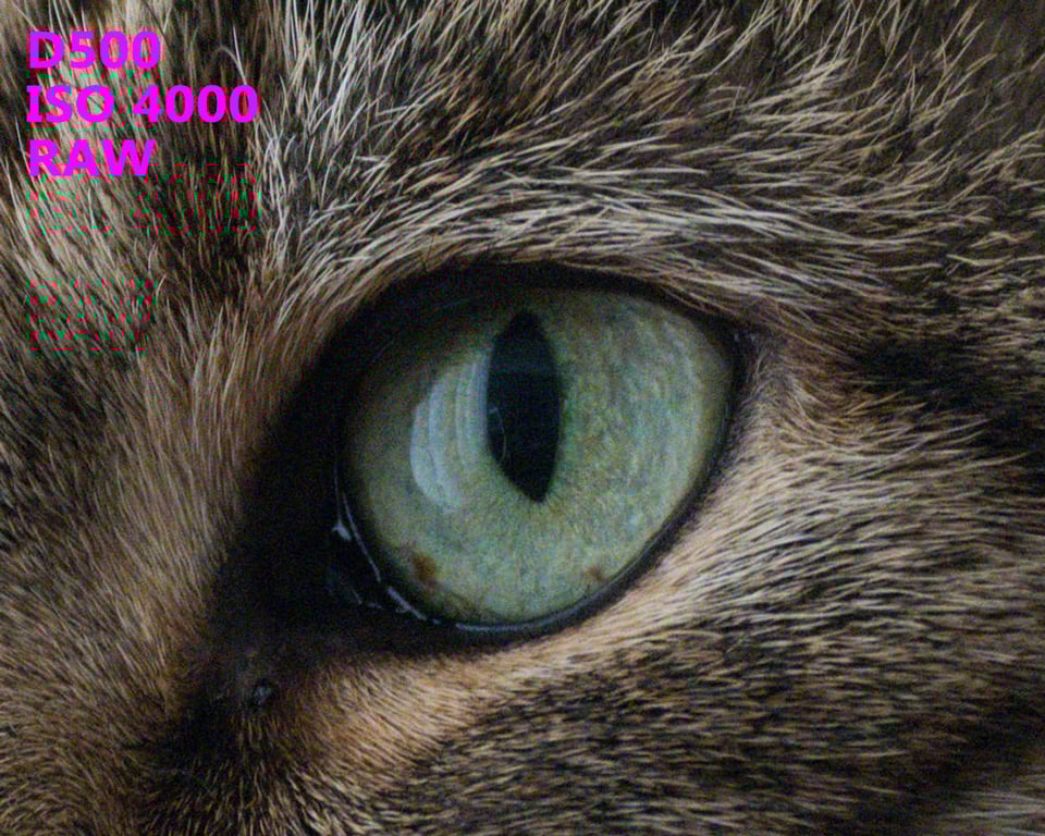 D500 ISO 4000 RAW Crop