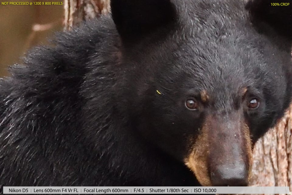 Black Bear in Woods Sample Photo