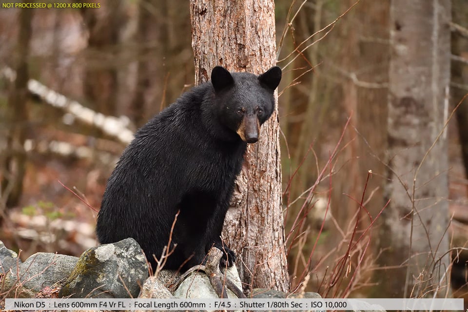 Black Bear in Woods Sample Photo