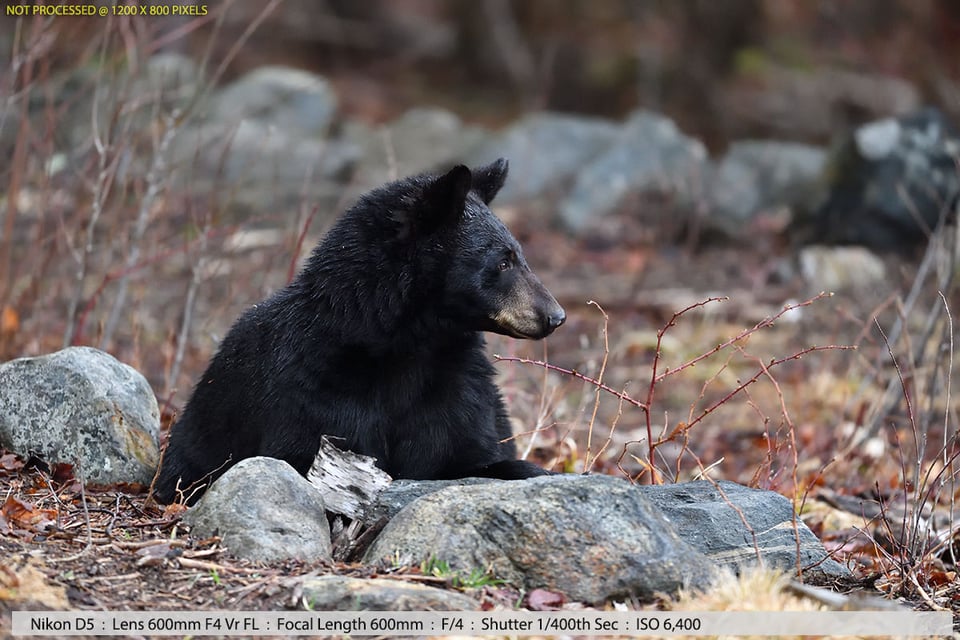 Black Bear in Woods Sample Photo