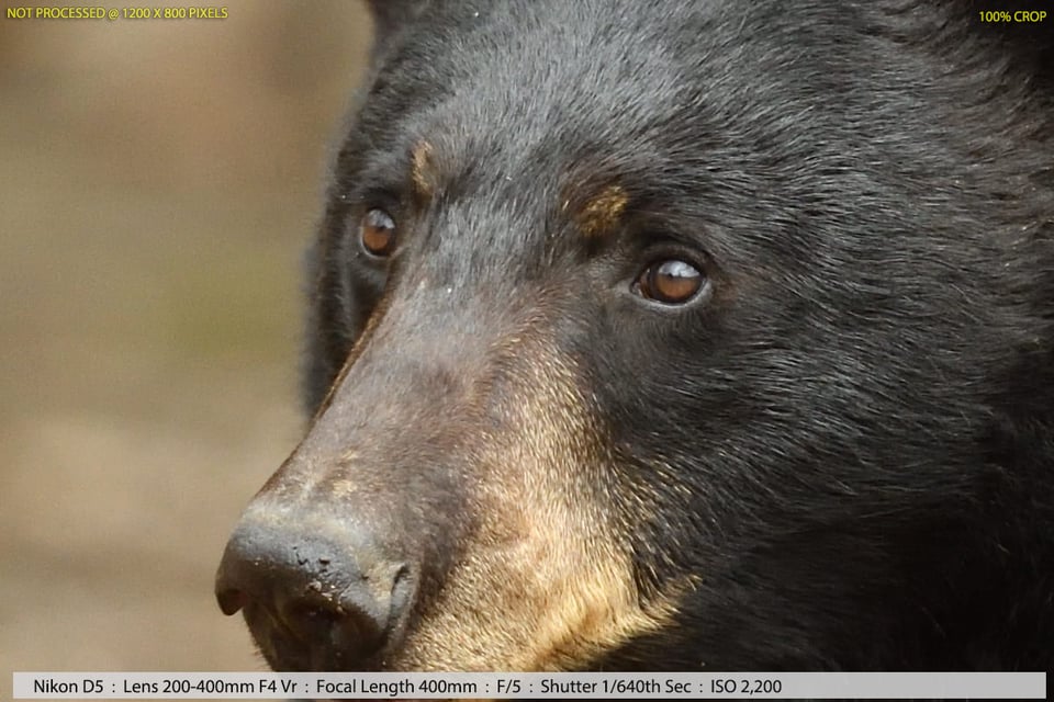 Black Bear in Woods Sample Photo