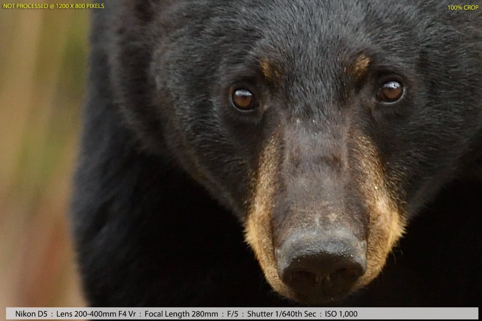 Black Bear in Woods Sample Photo