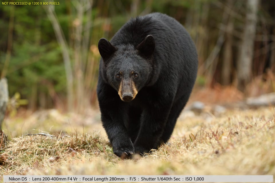 Black Bear in Woods Sample Photo