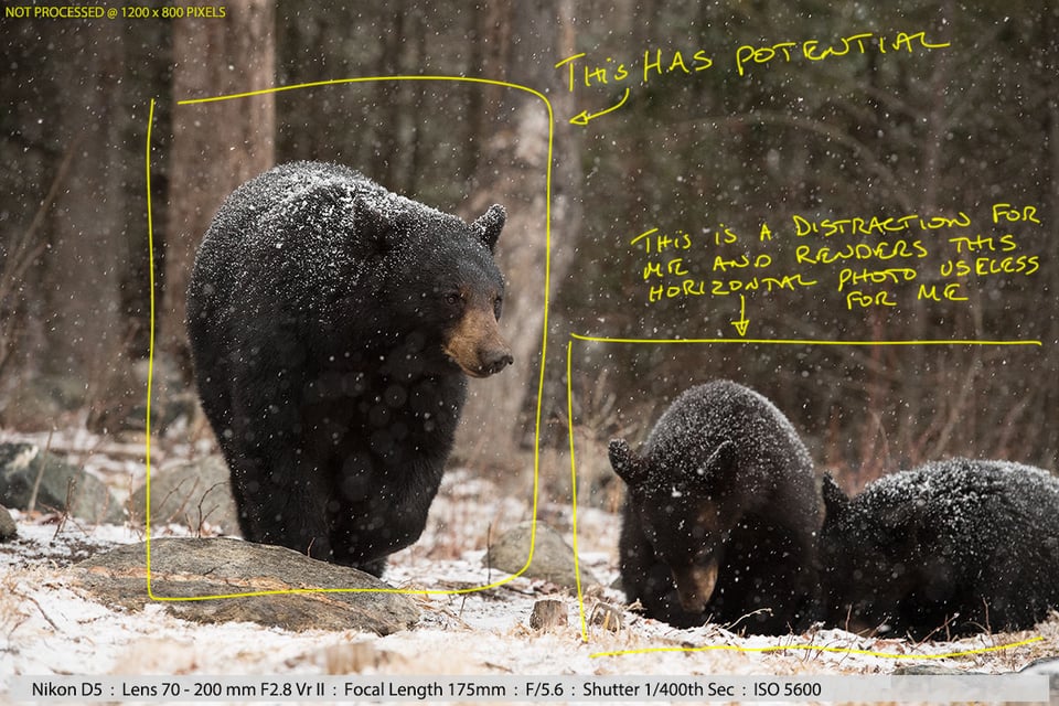 Black Bear with Her Two Cubs in a Snowstorm