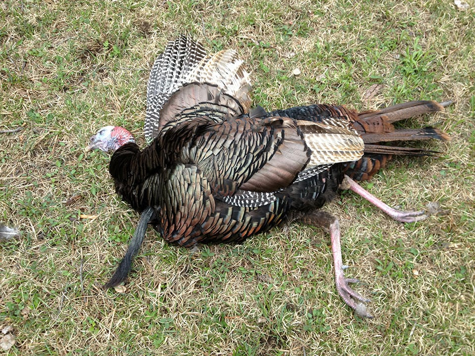 Dead California Condor #54