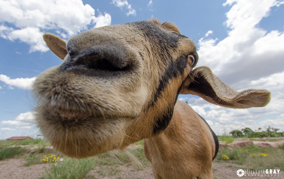 Goat Kiss