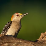 Golden-fronted Woodpecker 1