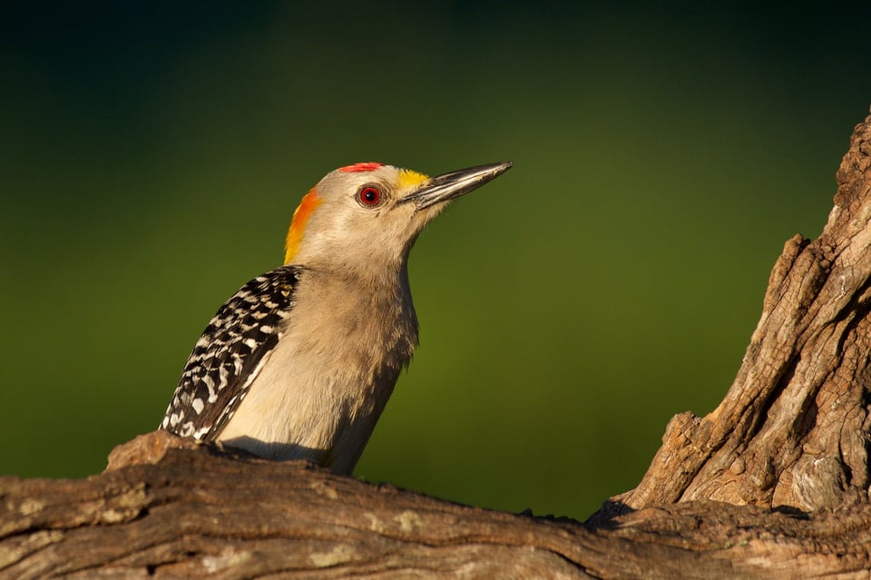 Golden-fronted Woodpecker 1