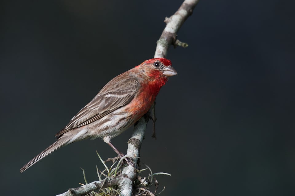 House Finch