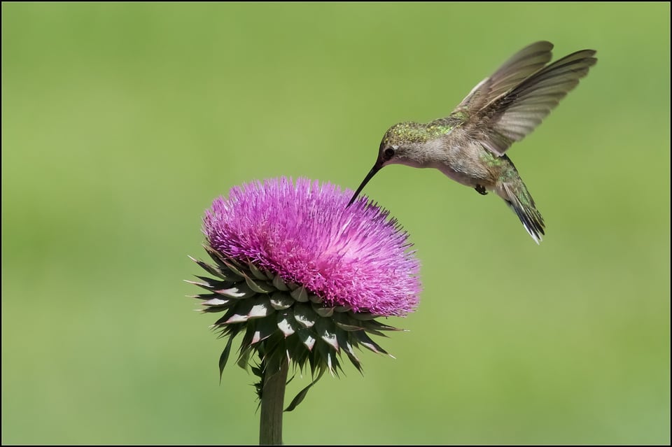 Hummingbird on Thistle Head