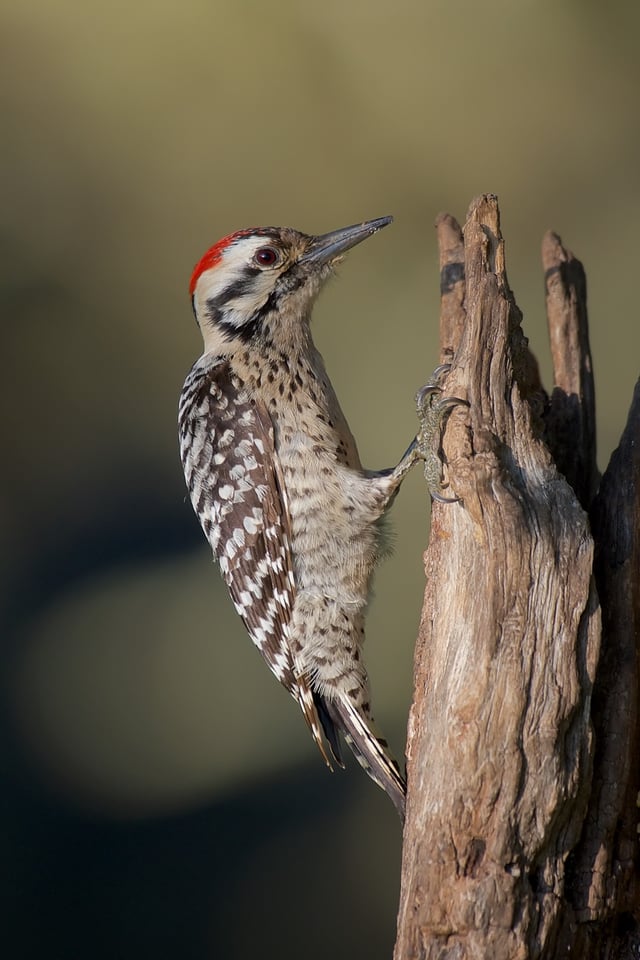 Ladder-backed Woodpecker