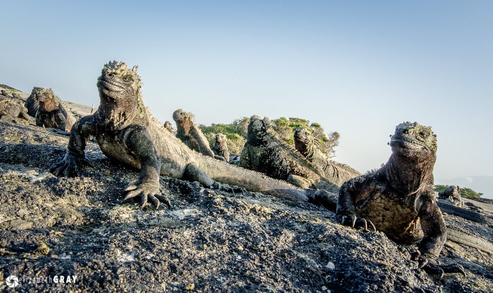 Marine Iguanas