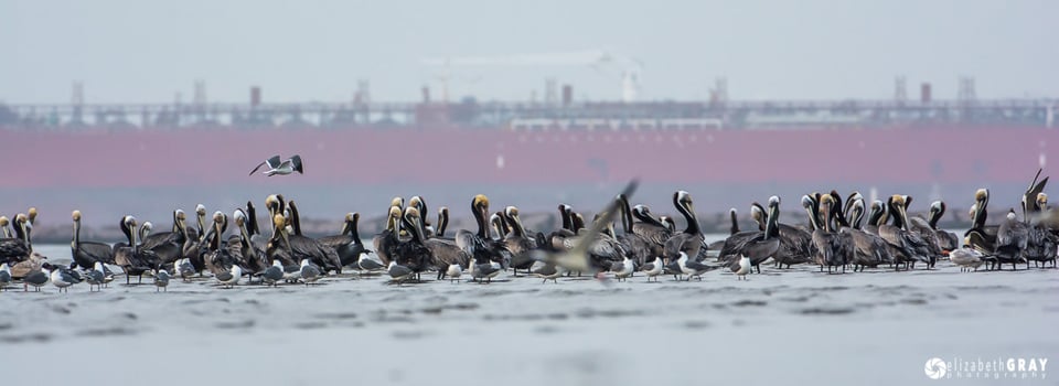 Pelicans