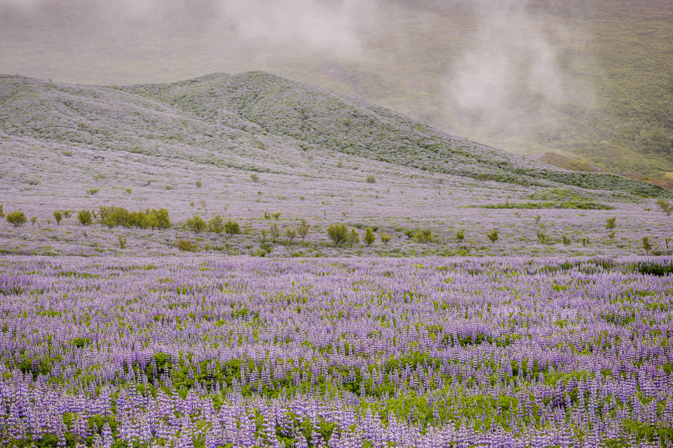 Purple Sea