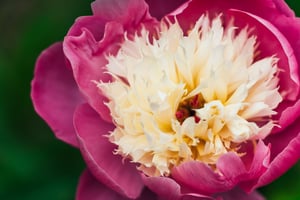 SF Botanical Gardens Extension Tube-1