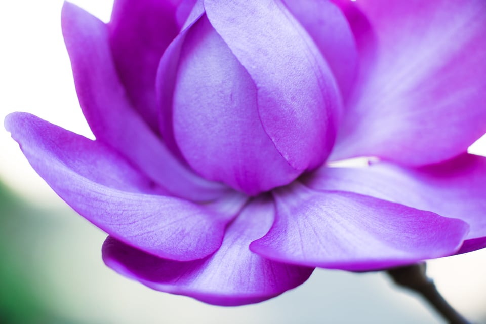 SF Botanical Gardens Extension Tube-11